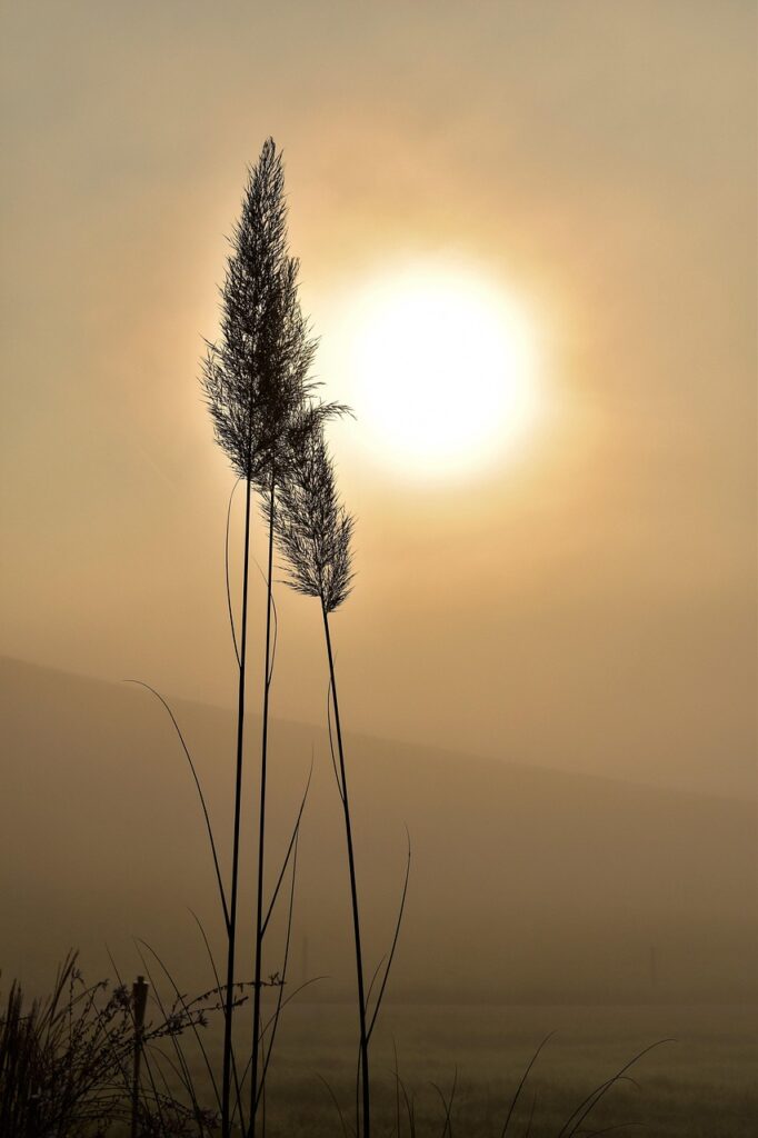 grass, silhouette, flower wallpaper, beautiful flowers, sun, sunrise, flowers, sunlight, fog, mist, dawn, morning, mood, field, meadow, nature, backlighting, flower background, closeup